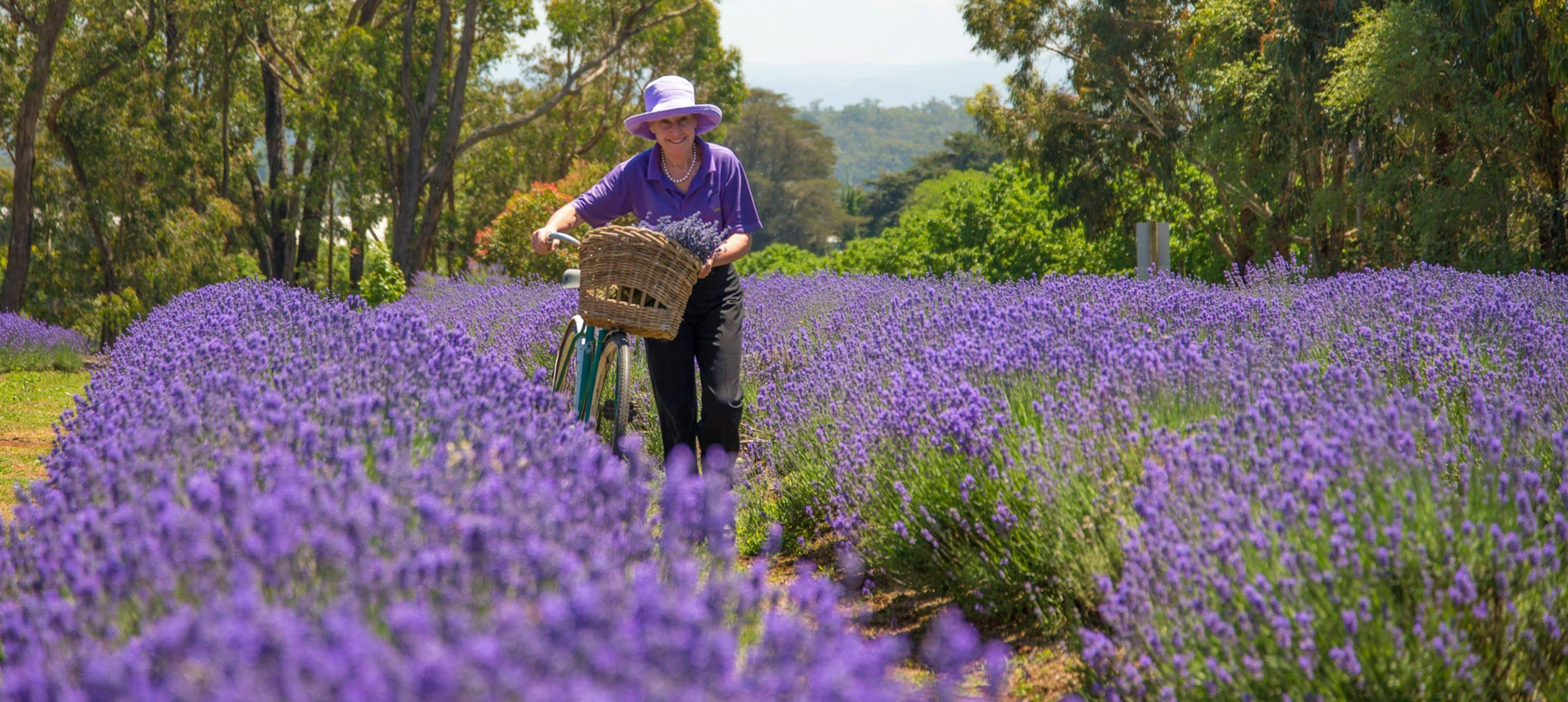Annemarie Manders in the lavener at Warratina Lavender Farm