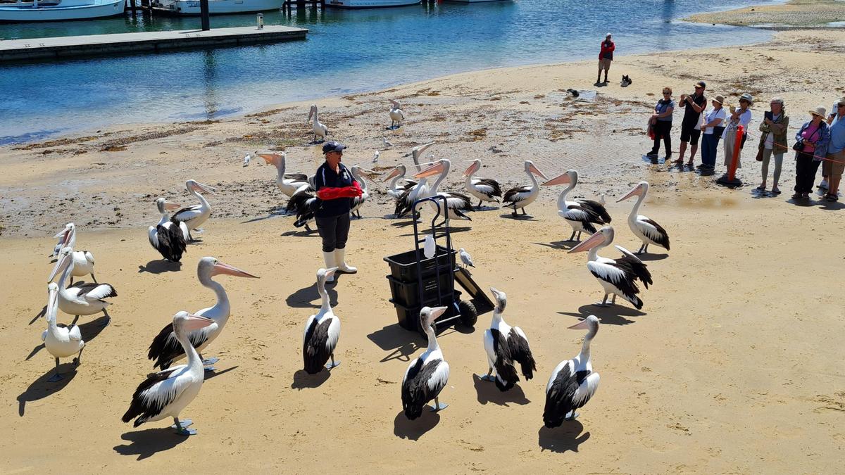 Pelican Feeding on Phillip Island