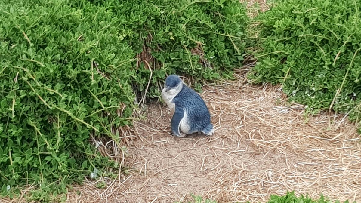 Phillip Island's Iconic Penguins in the Wild