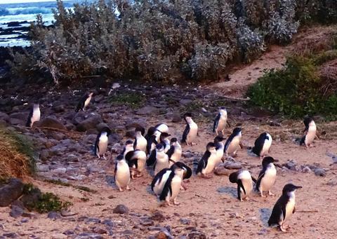 Penguin Parade