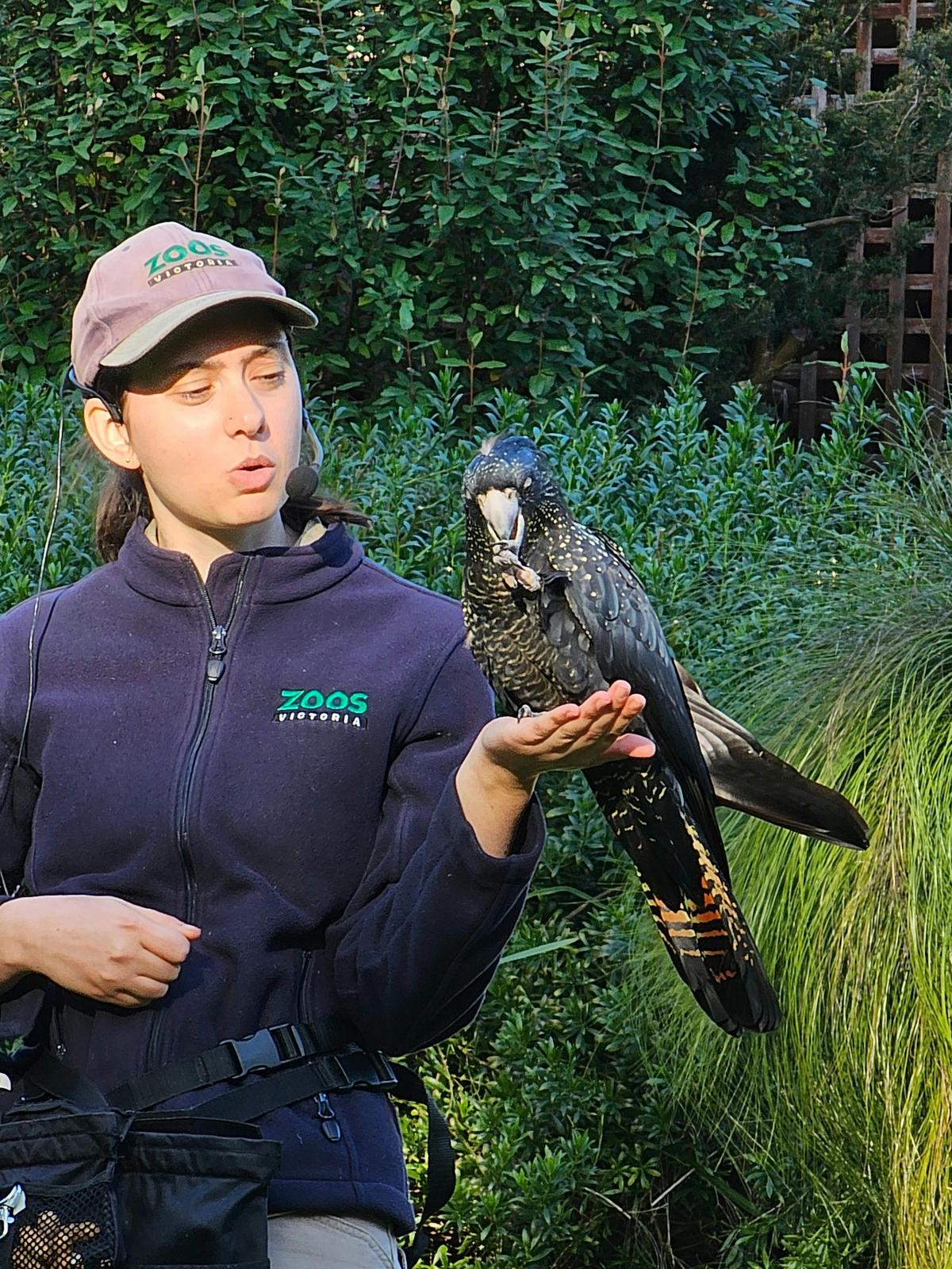Healesvile Sanctuary bird show