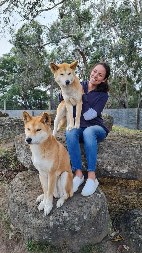 Dingo encounter at Moonlit Sanctuary