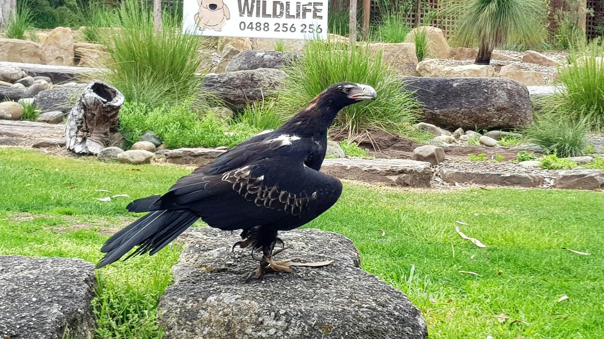 Bird @ Healesville Sanctuary