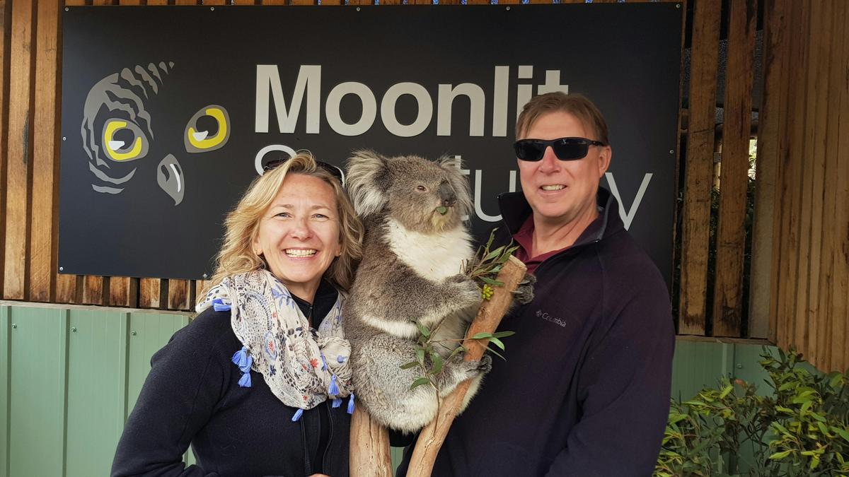 Koala Encounter at Moonlit Sanctuary
