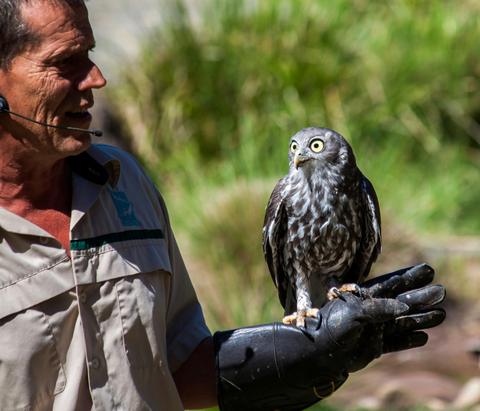 Healesville Sanctuary And Phillip Island Wildlife Park Tour