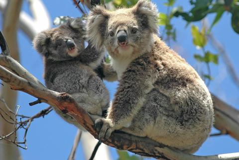 Healesville Sanctuary And Phillip Island Wildlife Park Tour