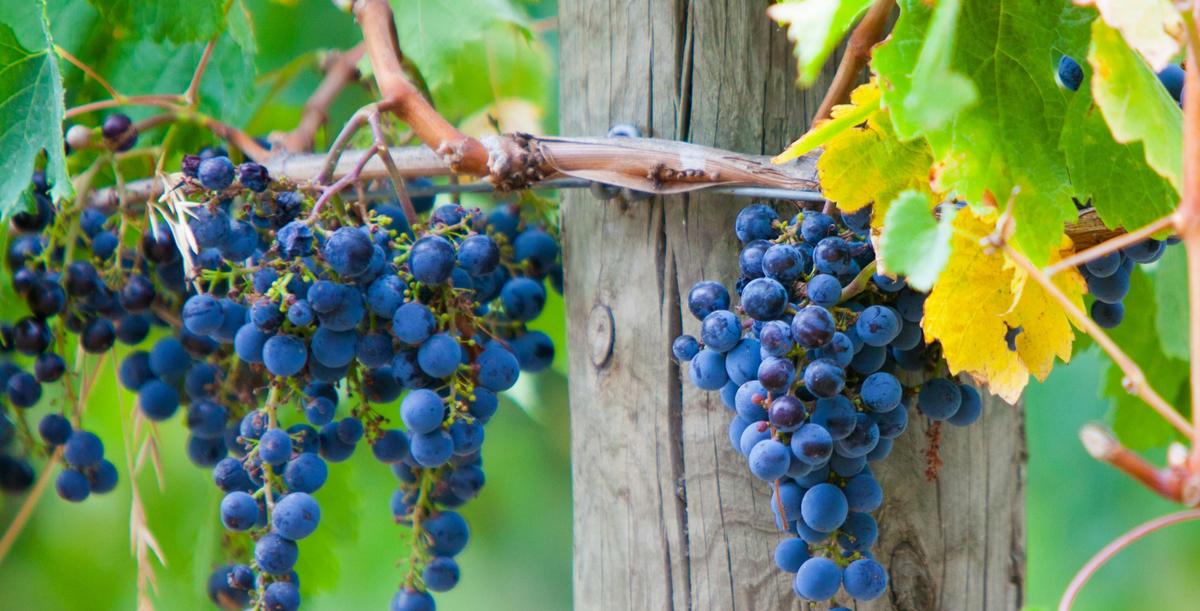 Yarra Valley Winery Tour Including Lunch With A Glass Of Wine