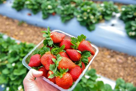 Mornington Peninsula Food Trail Tour