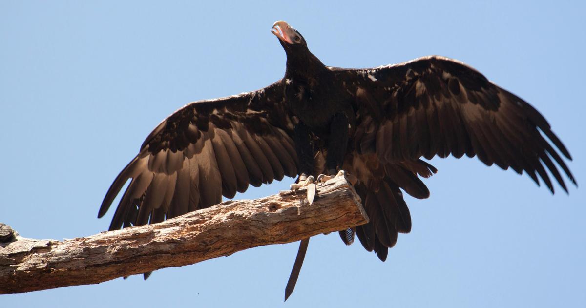 Healesville Sanctuary And Phillip Island Wildlife Park Tour