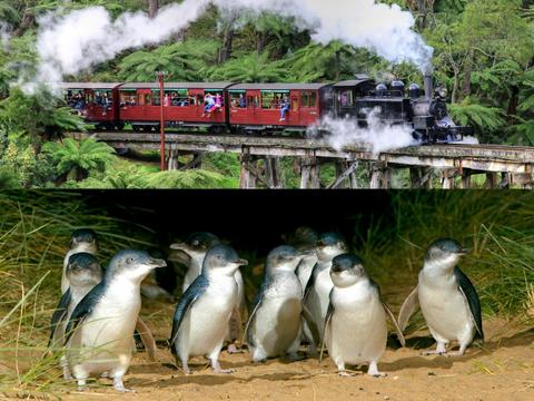 Puffing Billy Penguin Parade