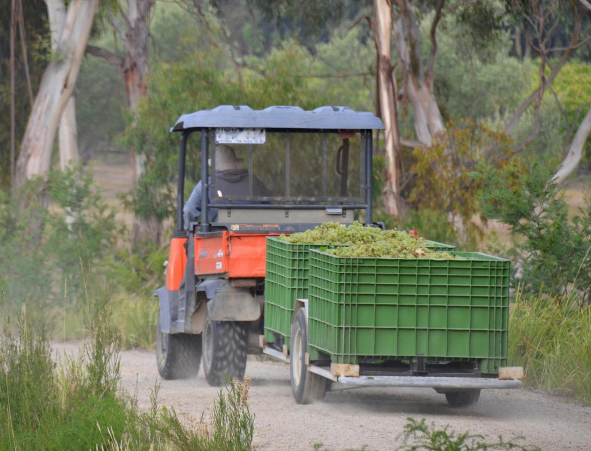 Yarra Valley And Dandenong Ranges Scenic Day Tour With Lunch