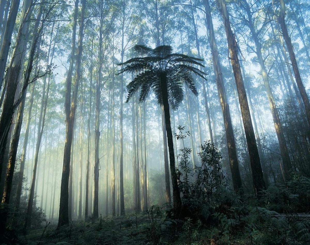 Yarra Valley & the Dandenong Ranges