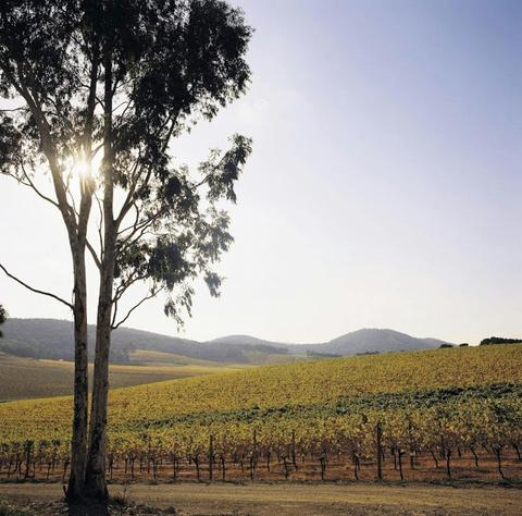 Yarra Valley & Dandenong Ranges