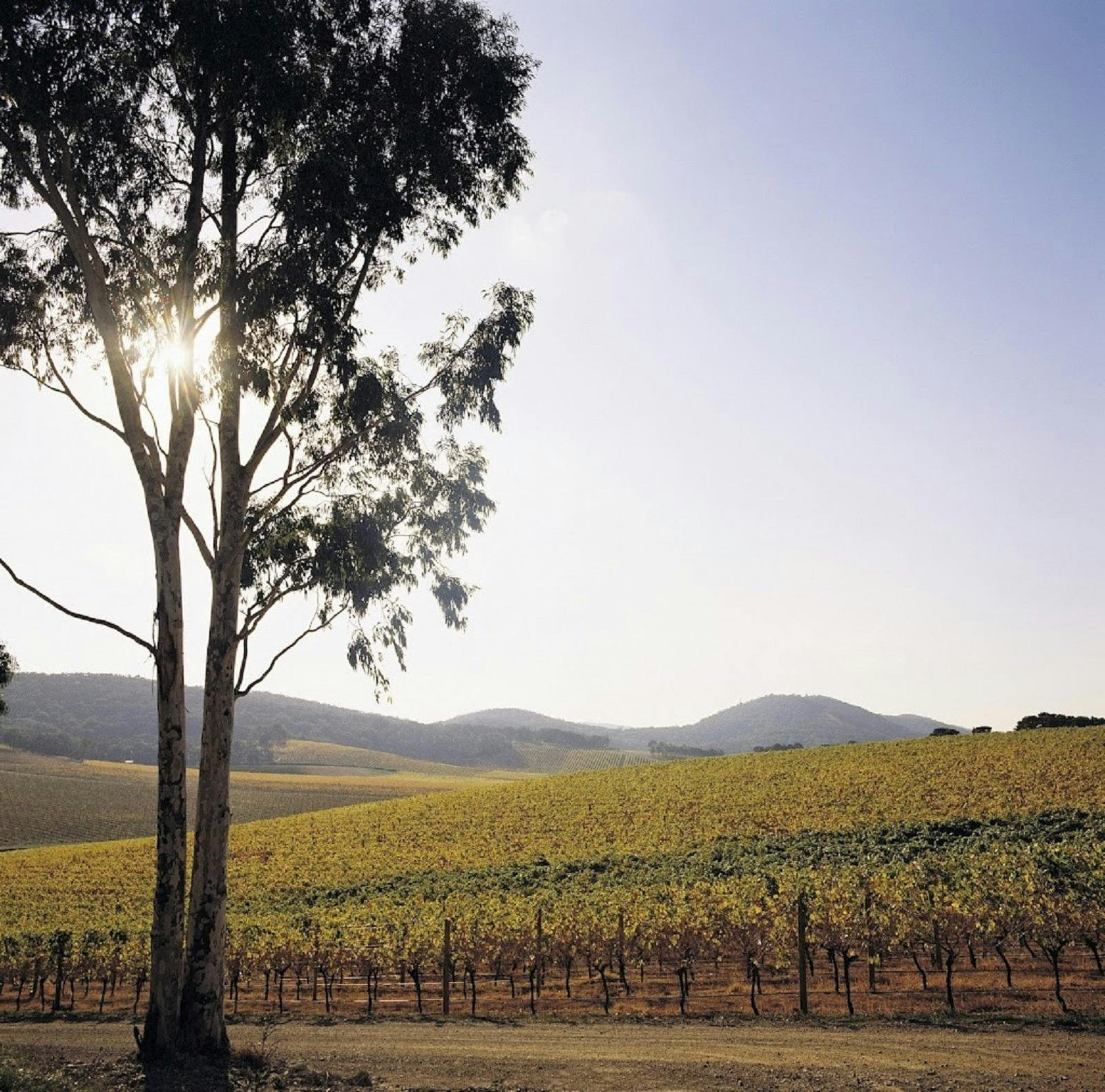 Yarra Valley & the Dandenong Ranges