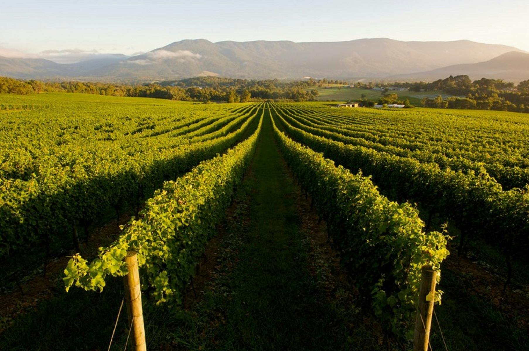 Yarra Valley & the Dandenong Ranges