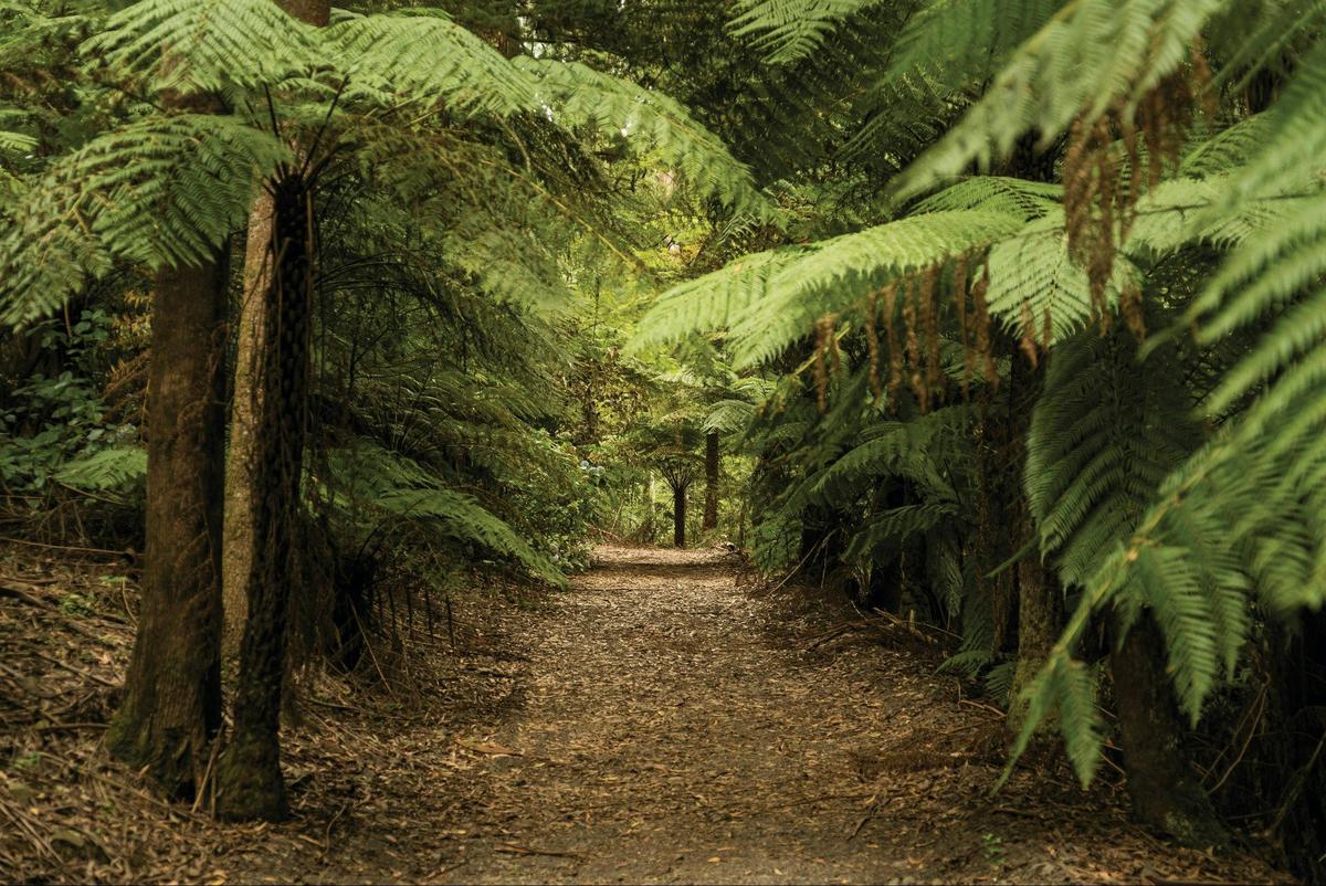 Wiliam Ricketts Sanctuary, Dandenong Ranges
