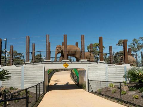 Elephant Wellbeing Walking Tour