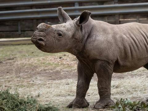 Raising Rhinos Experience