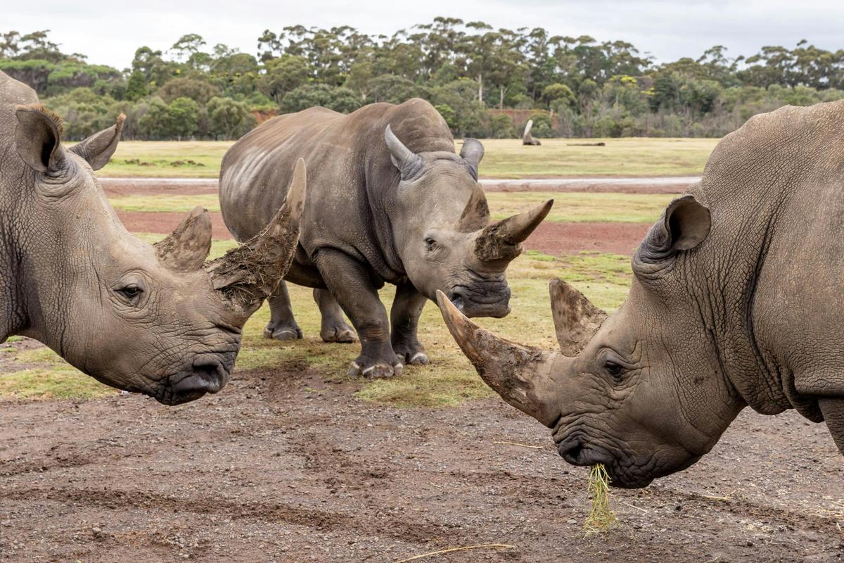 Raising Rhinos Experience