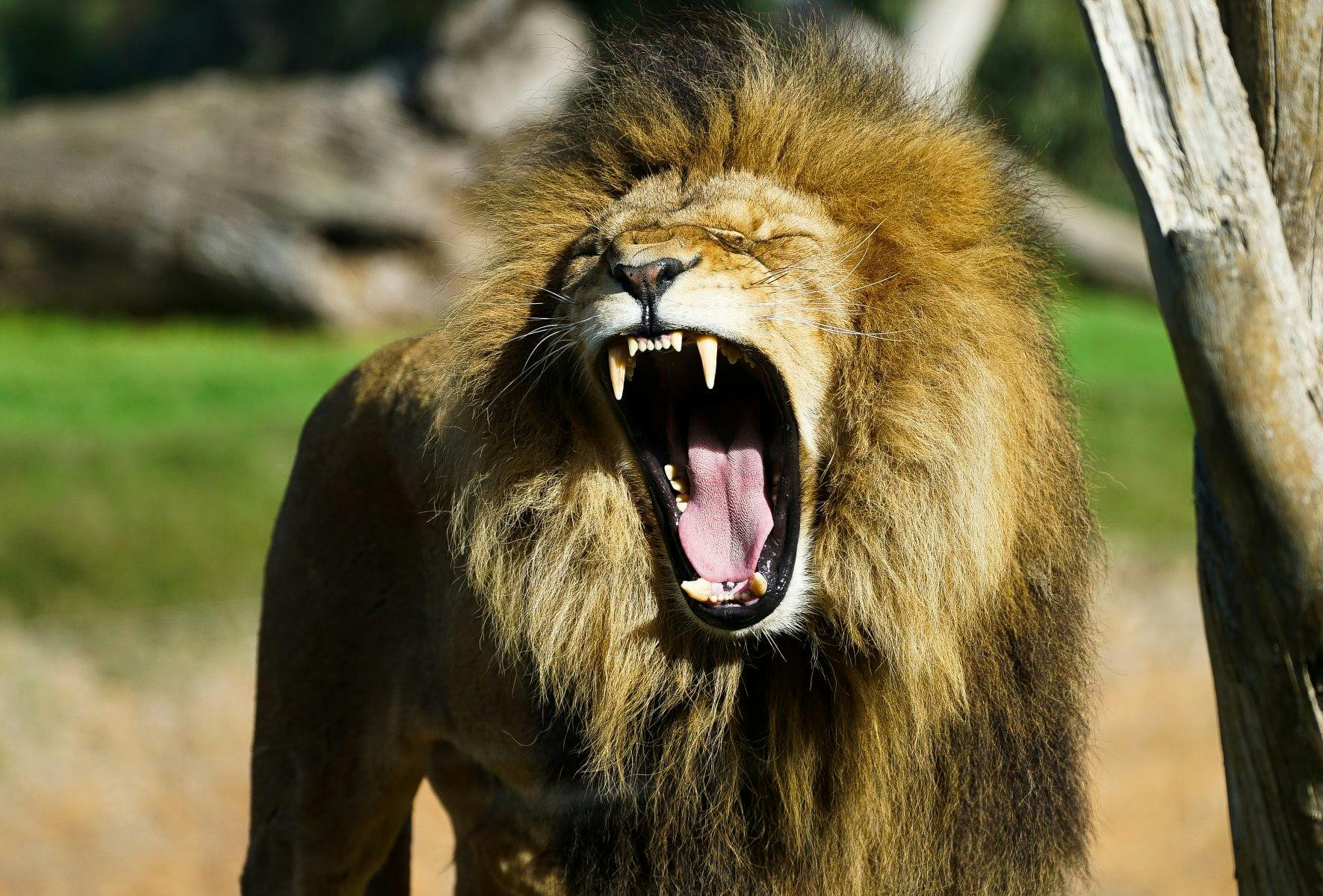 Werribee Open Range Zoo Tours