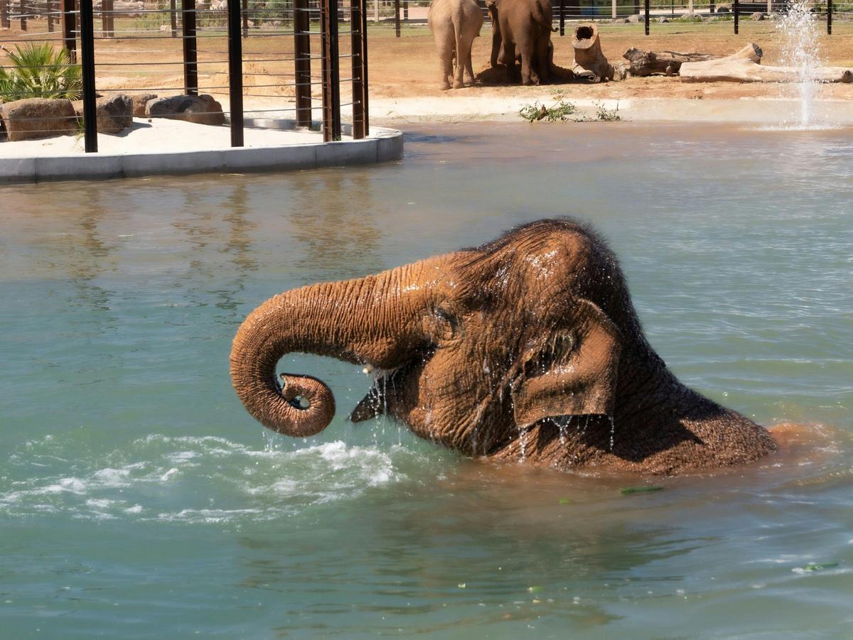 Elephant Experience
