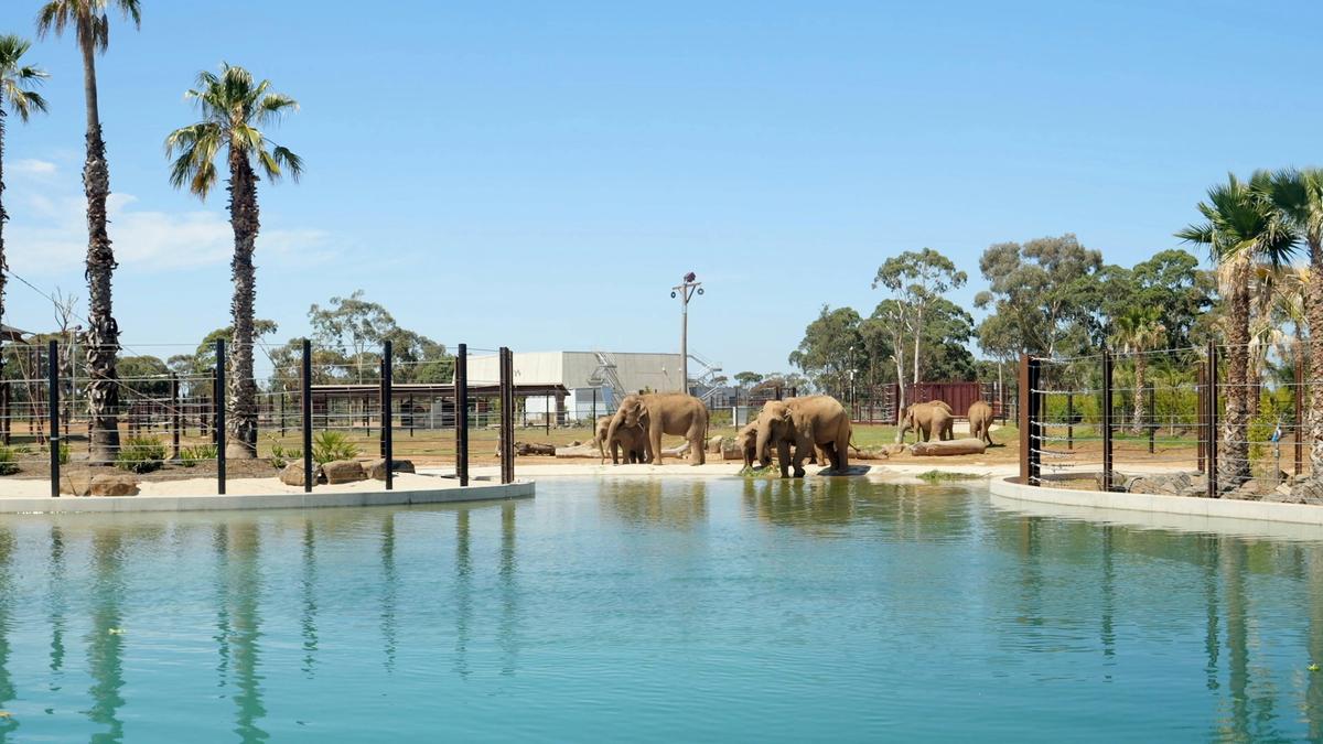 Elephant Wellbeing Walking Tour