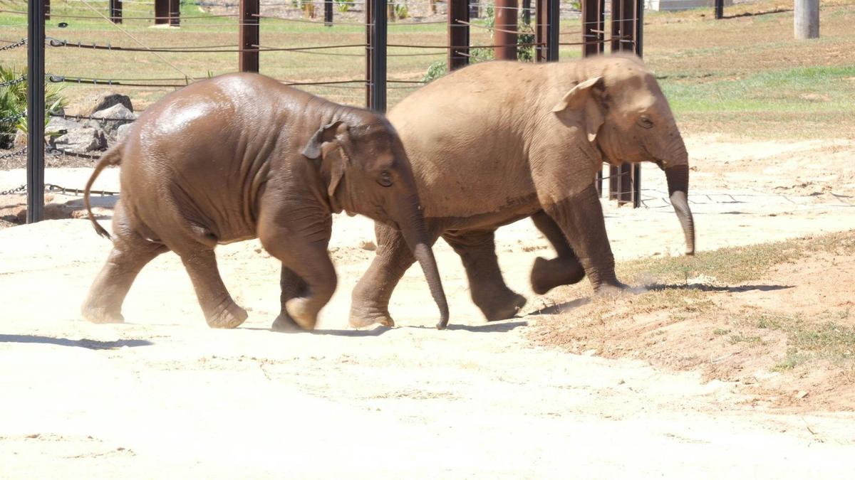 Elephant Experience