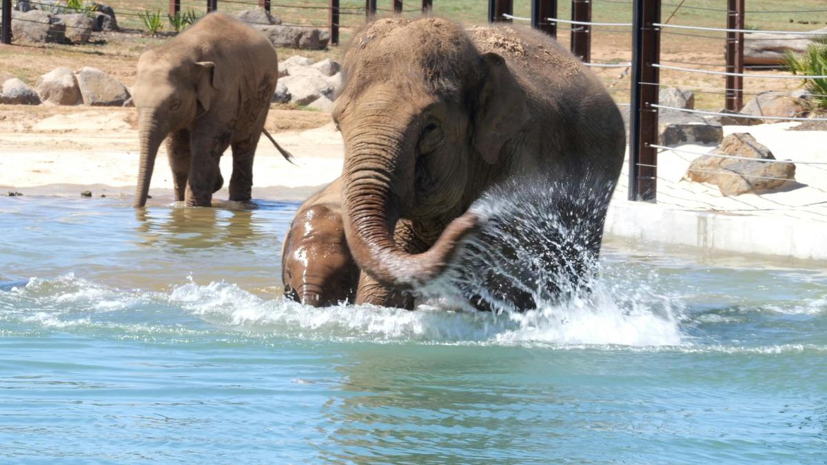 Elephant Wellbeing Walking Tour
