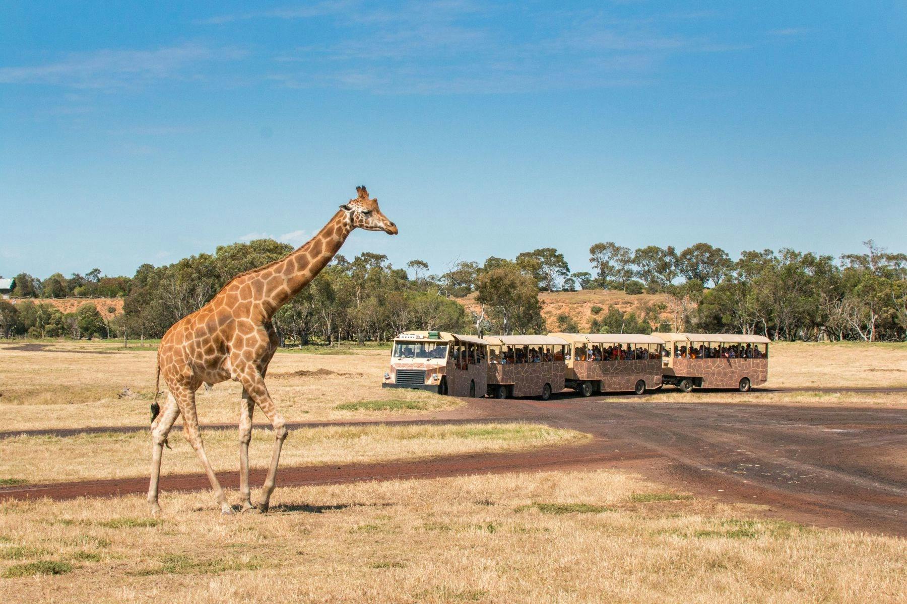 Werribee Open Range Zoo Tours