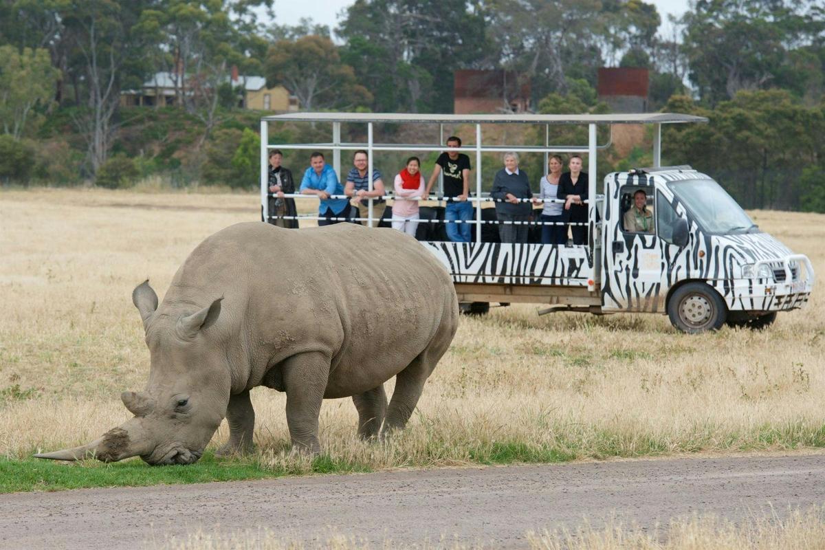 Deluxe Safari Adventure