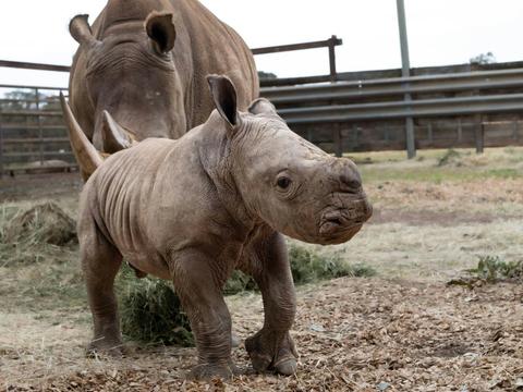 Raising Rhinos Experience