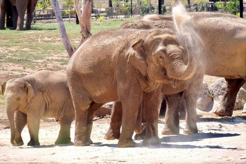 Elephant Wellbeing Walking Tour