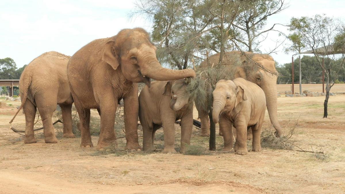Elephant Experience