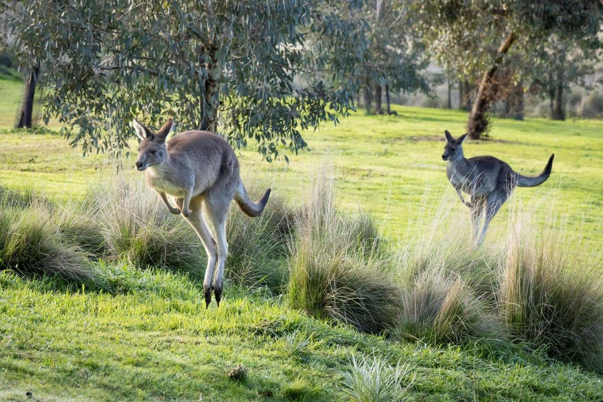 Race Around The Zoo