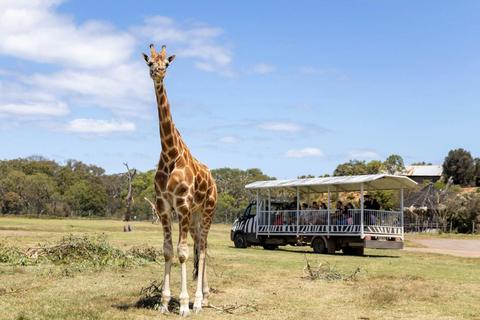 Deluxe Safari Adventure