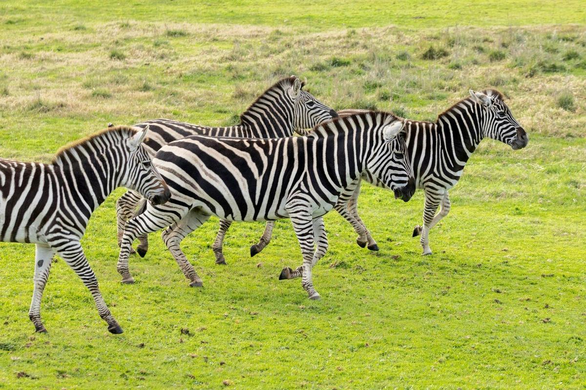Deluxe Safari Adventure