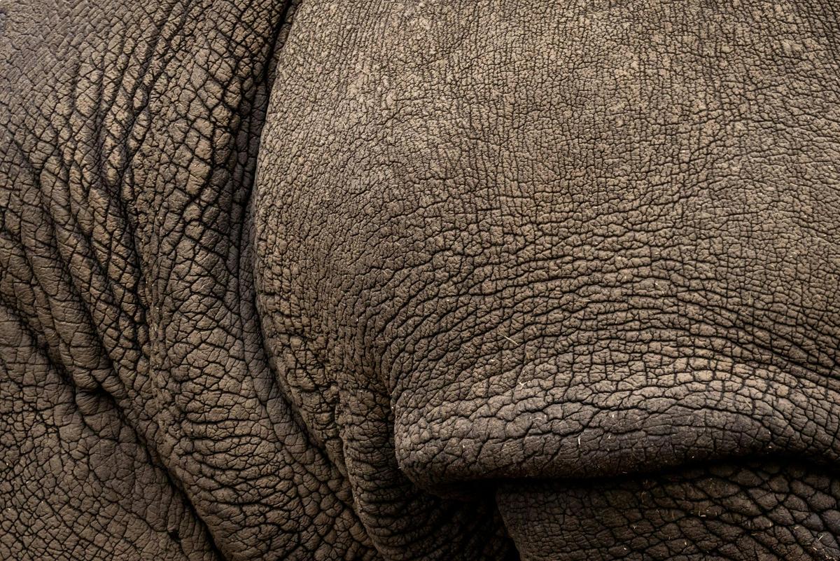 Raising Rhinos Experience