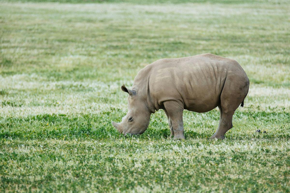 Raising Rhinos Experience