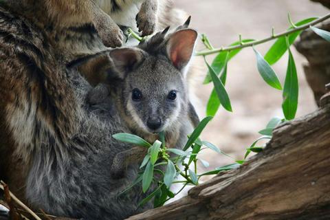 Race Around The Zoo