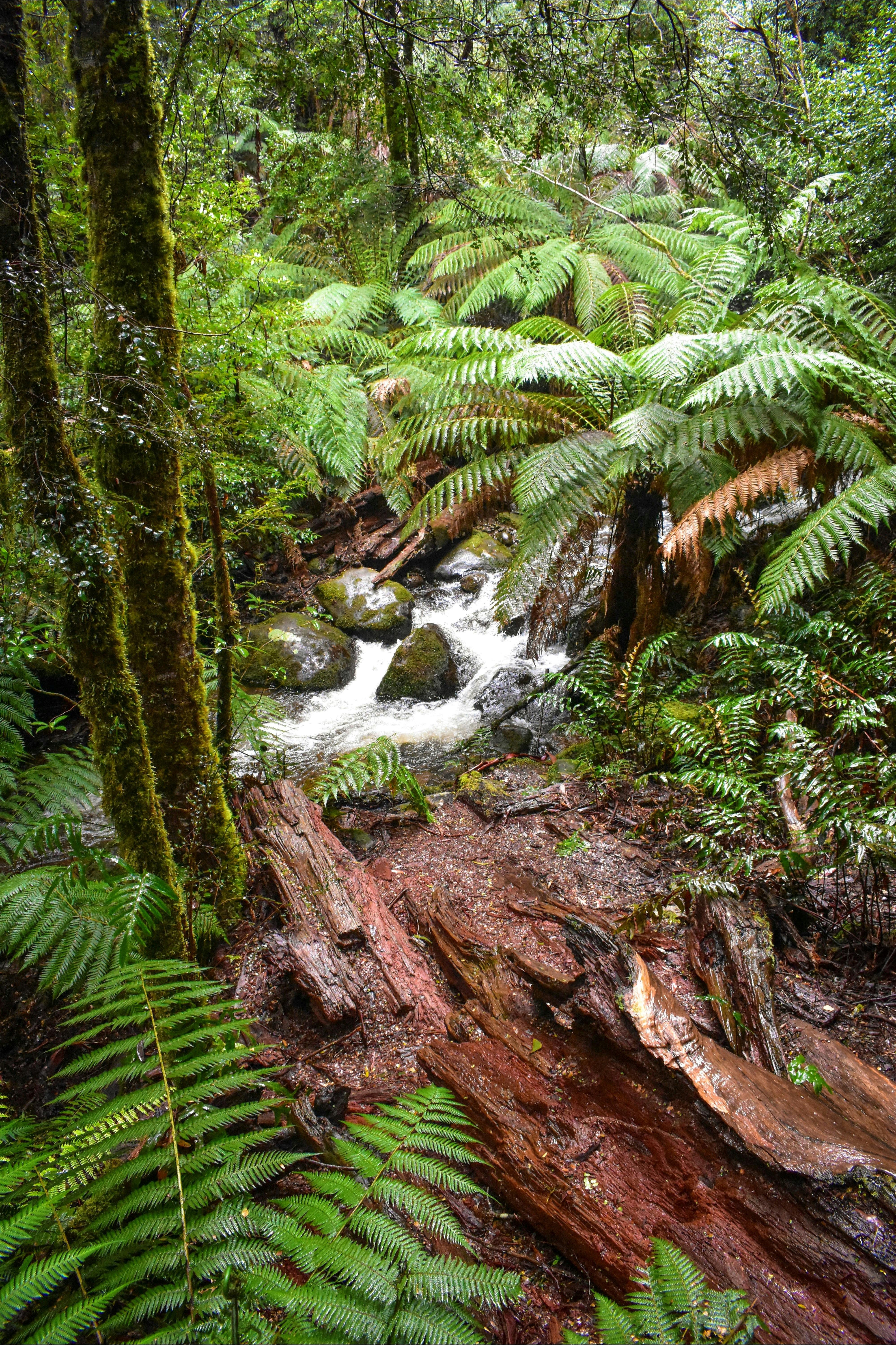 Yarra Ranges National Park