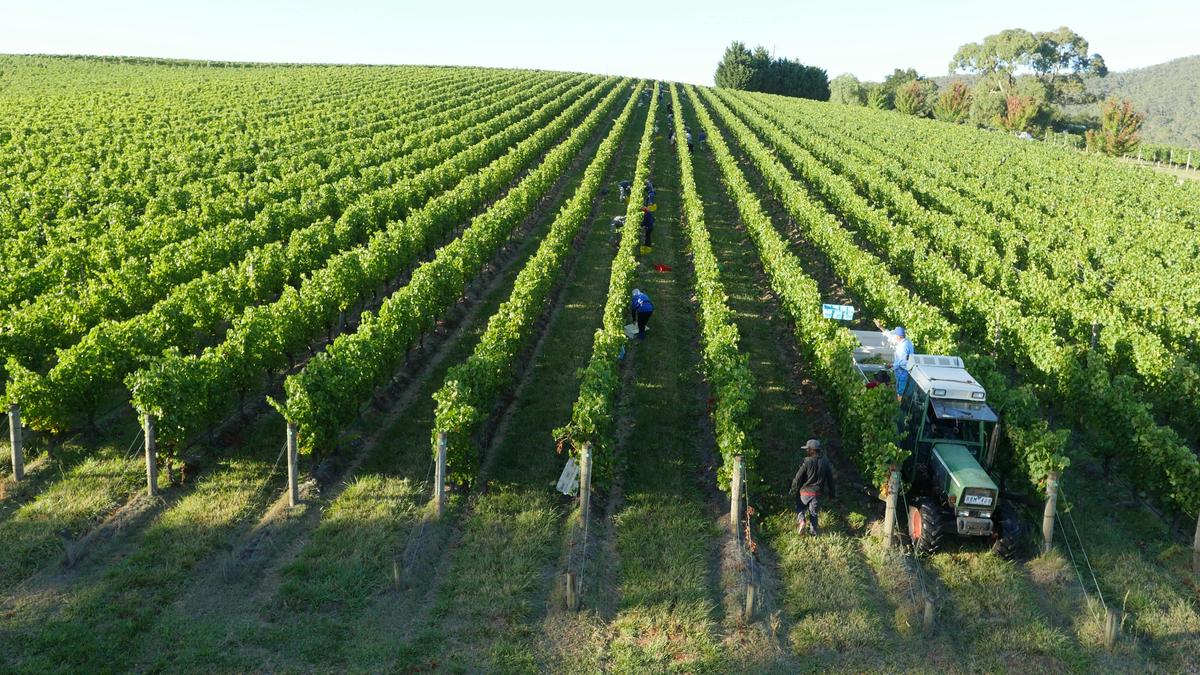 Yarra Valley Touring Co Vineyard views