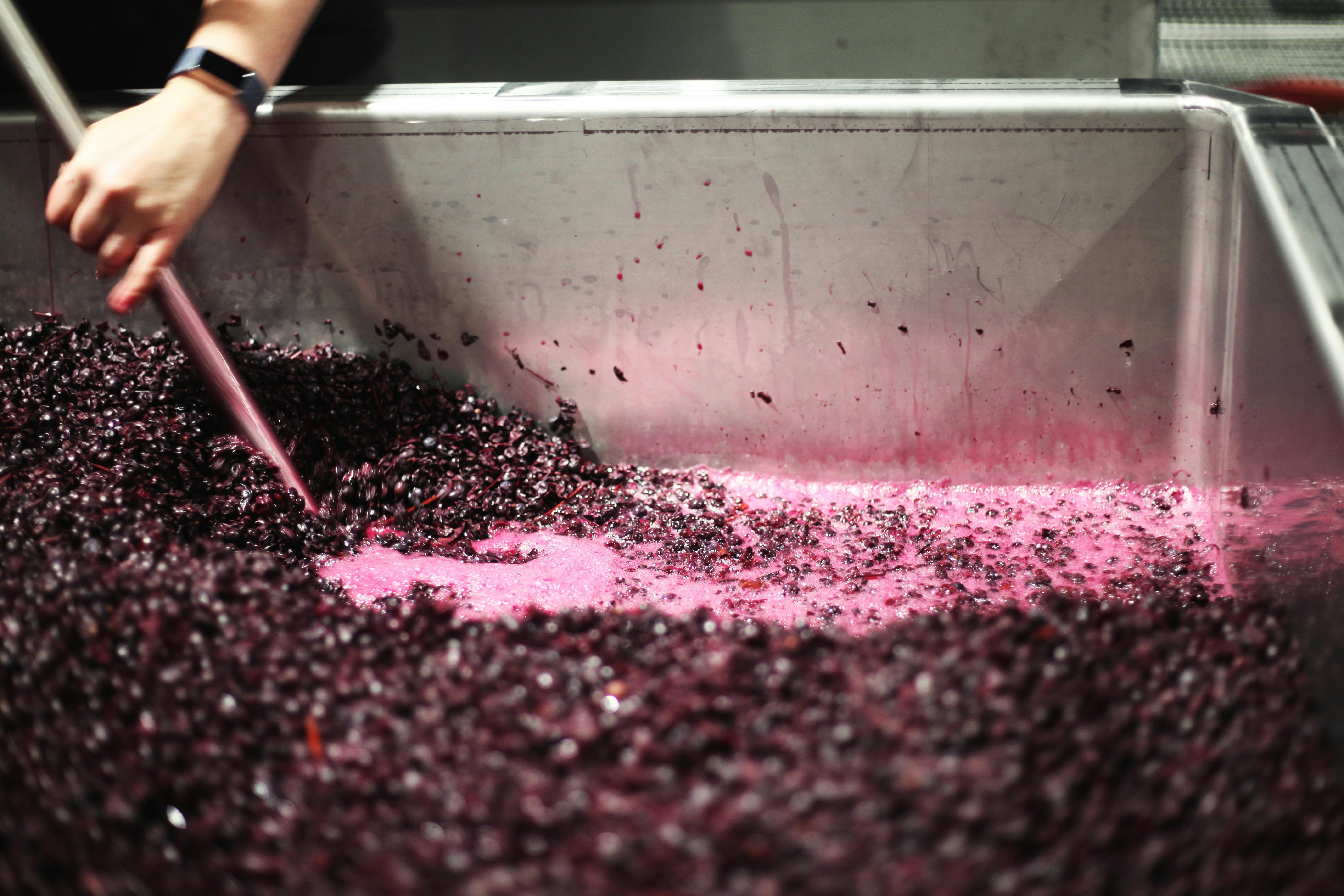 Vintage in the Winery