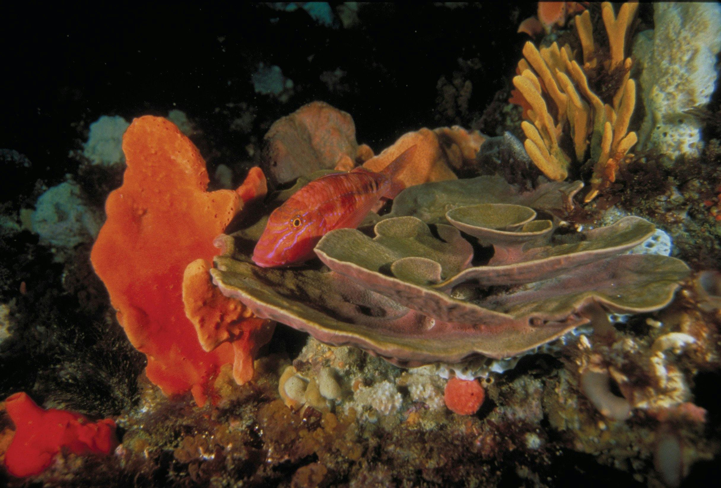 Wilsons Promontory Marine National Park