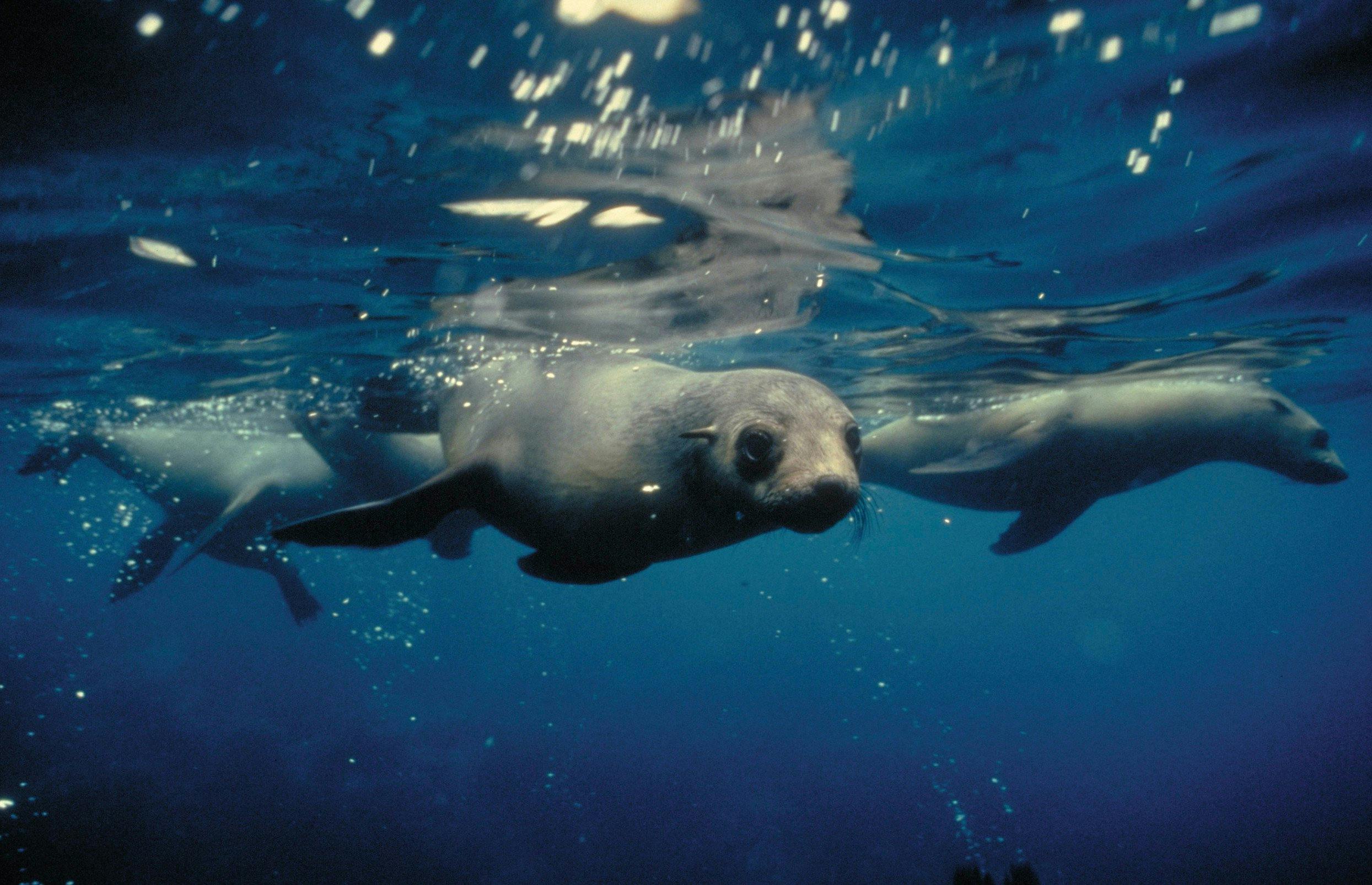 Wilsons Promontory Marine National Park