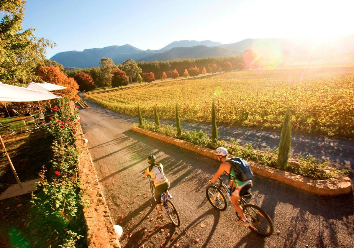 Cycling from the gorgeous Boyntons winery in the Alpine Valley North East Victoria