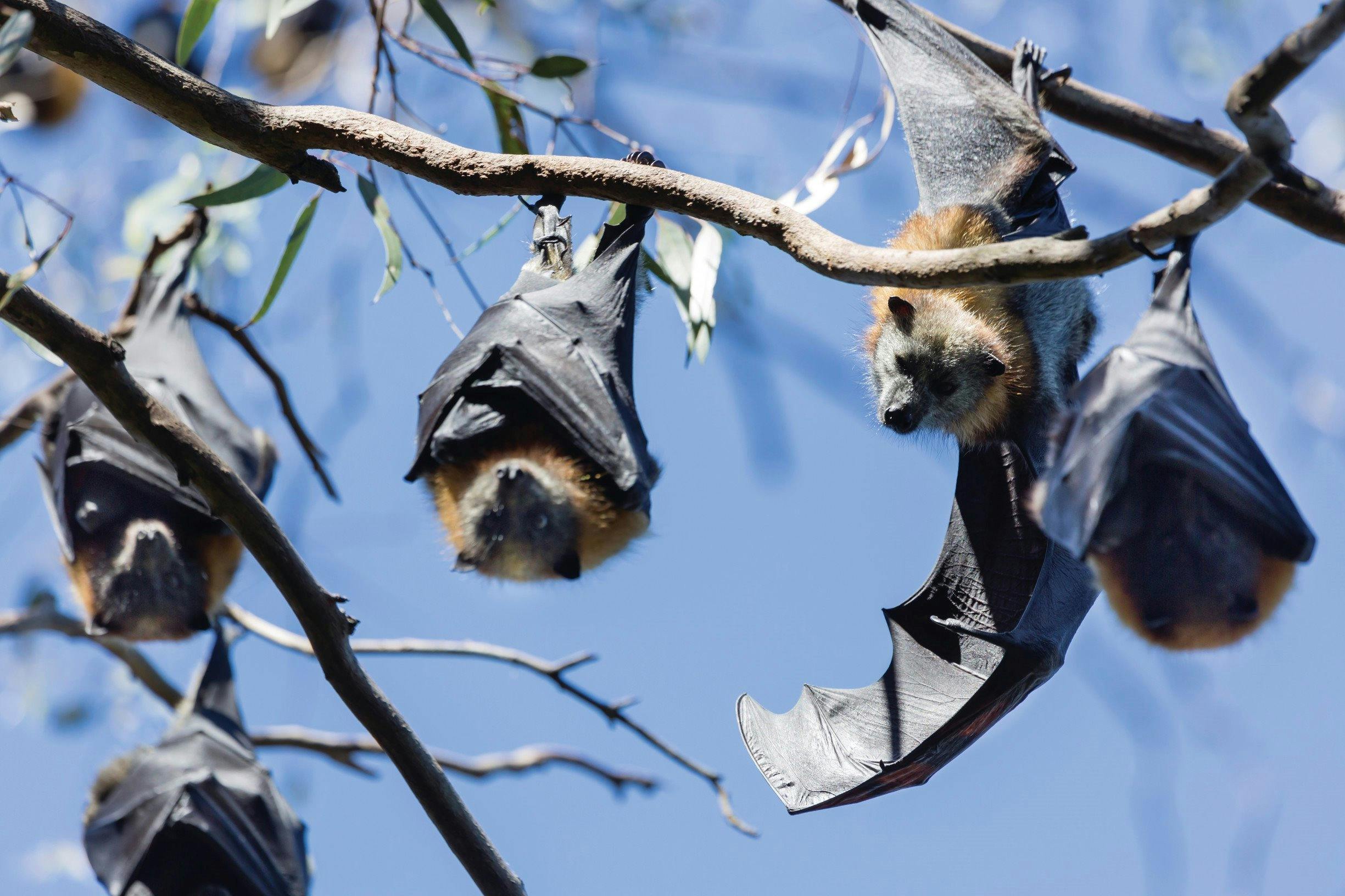 Bats at Yarra Bend Park