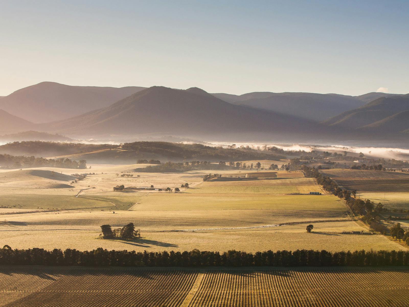 Yarra Valley Tea Company