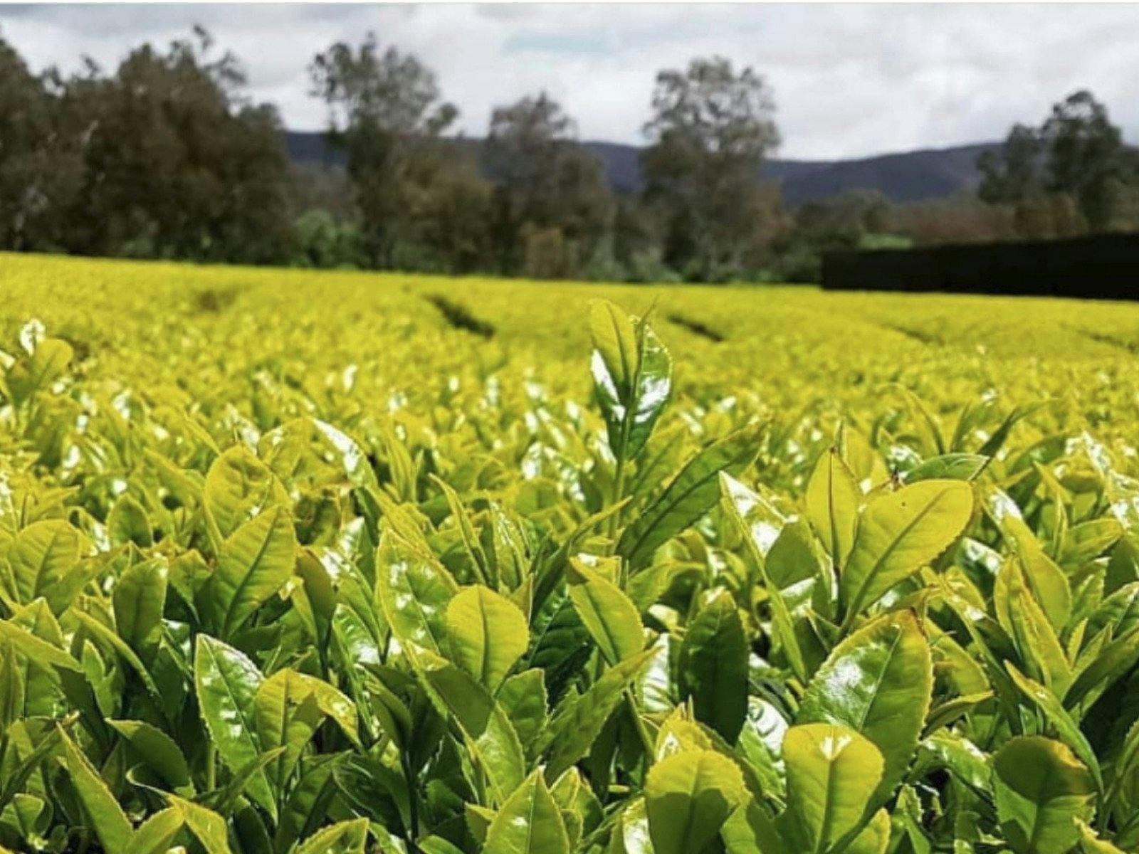 Yarra Valley Tea Company