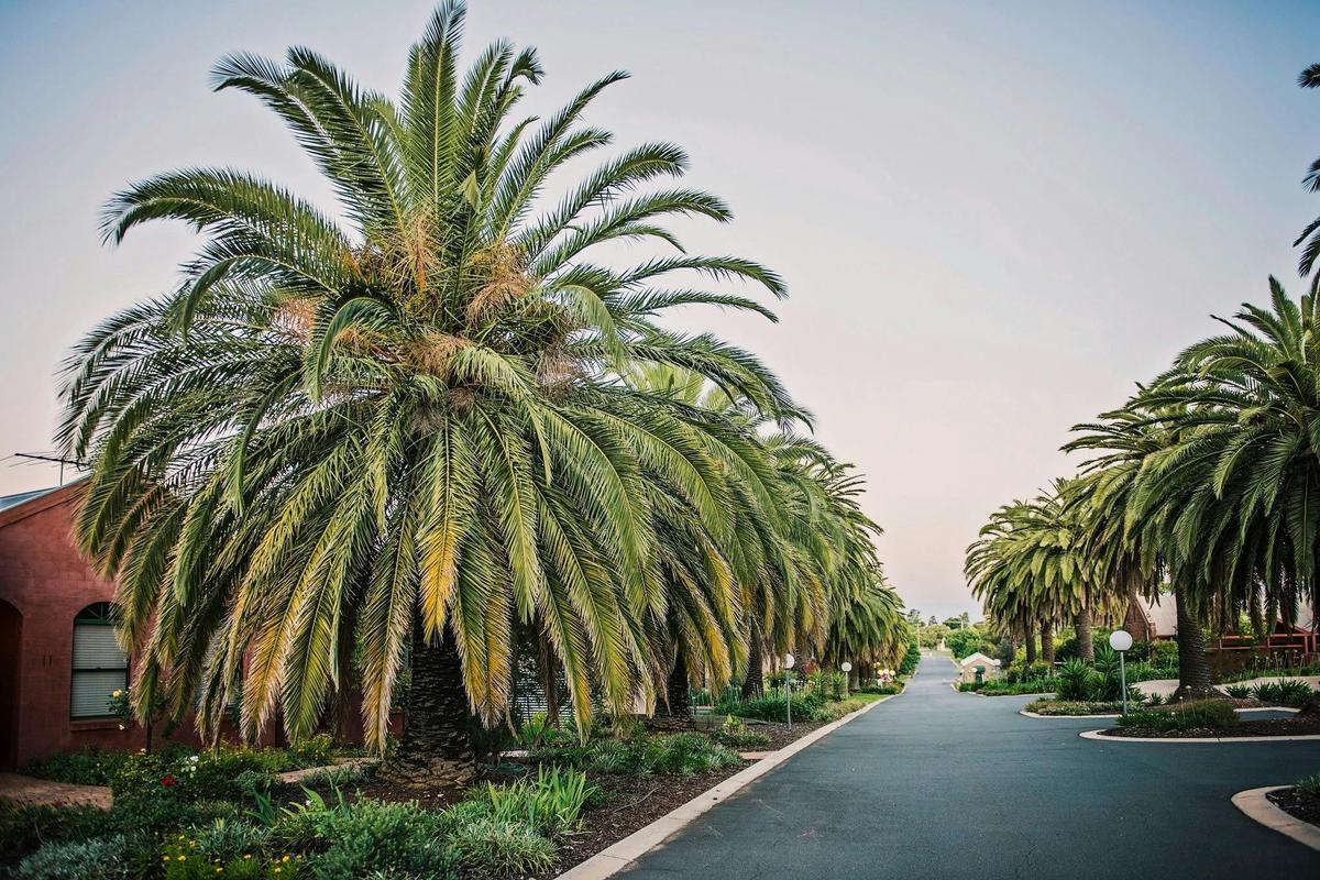 Tuileries at De Bortoli Rutherglen driveway