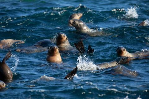 Australian fur seal colony with Wilsons Promontory Cruises